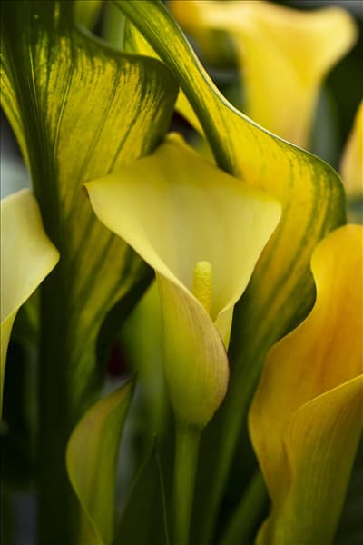 Zantedeschia 'Jack O´Lantern'