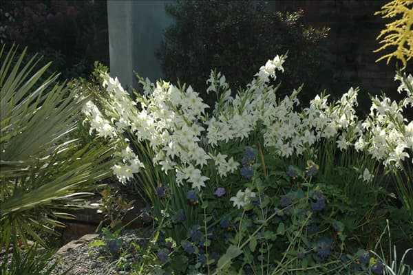 Gladiolus