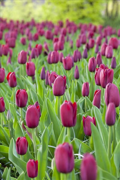 Tulipa 'National Velvet'
