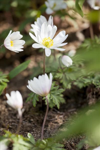Anemone blanda