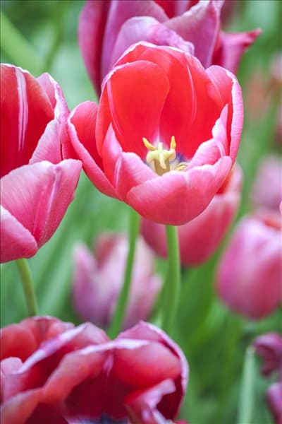Tulipa