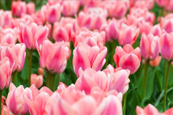 Tulipa 'Apricona'