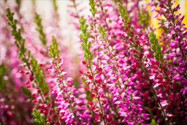 Calluna vulgaris