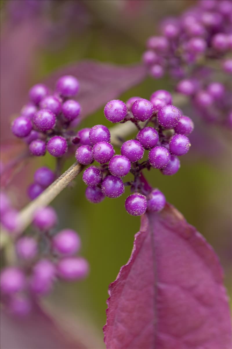 Callicarpa bodinieri