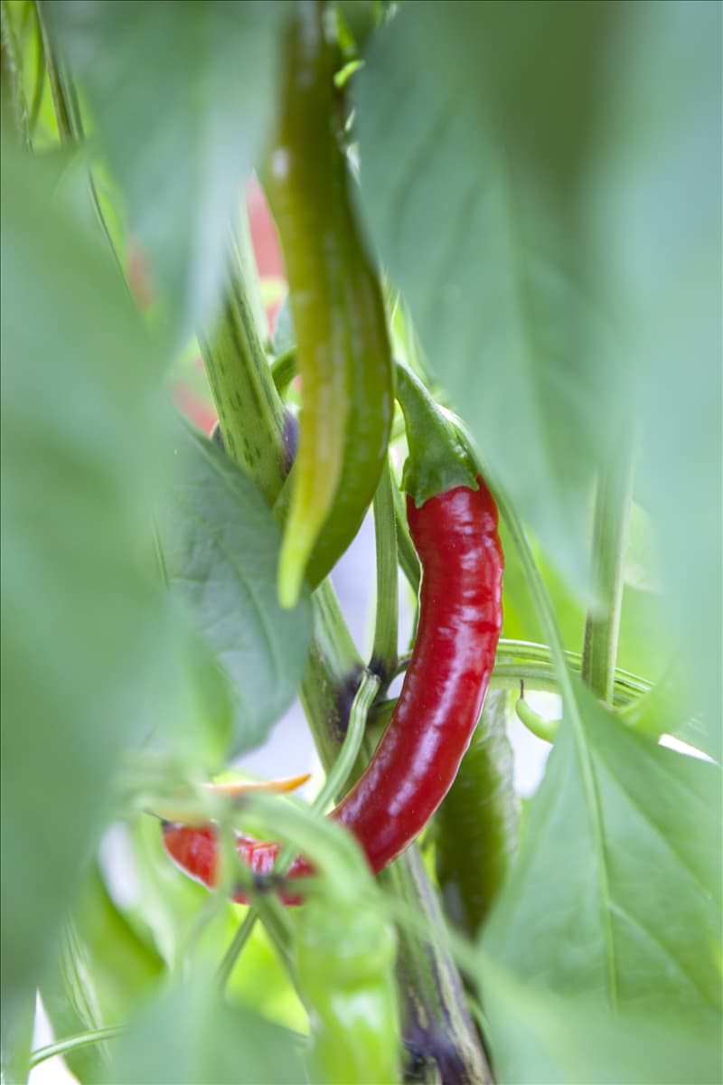Capsicum annuum 'Corno di Capra'
