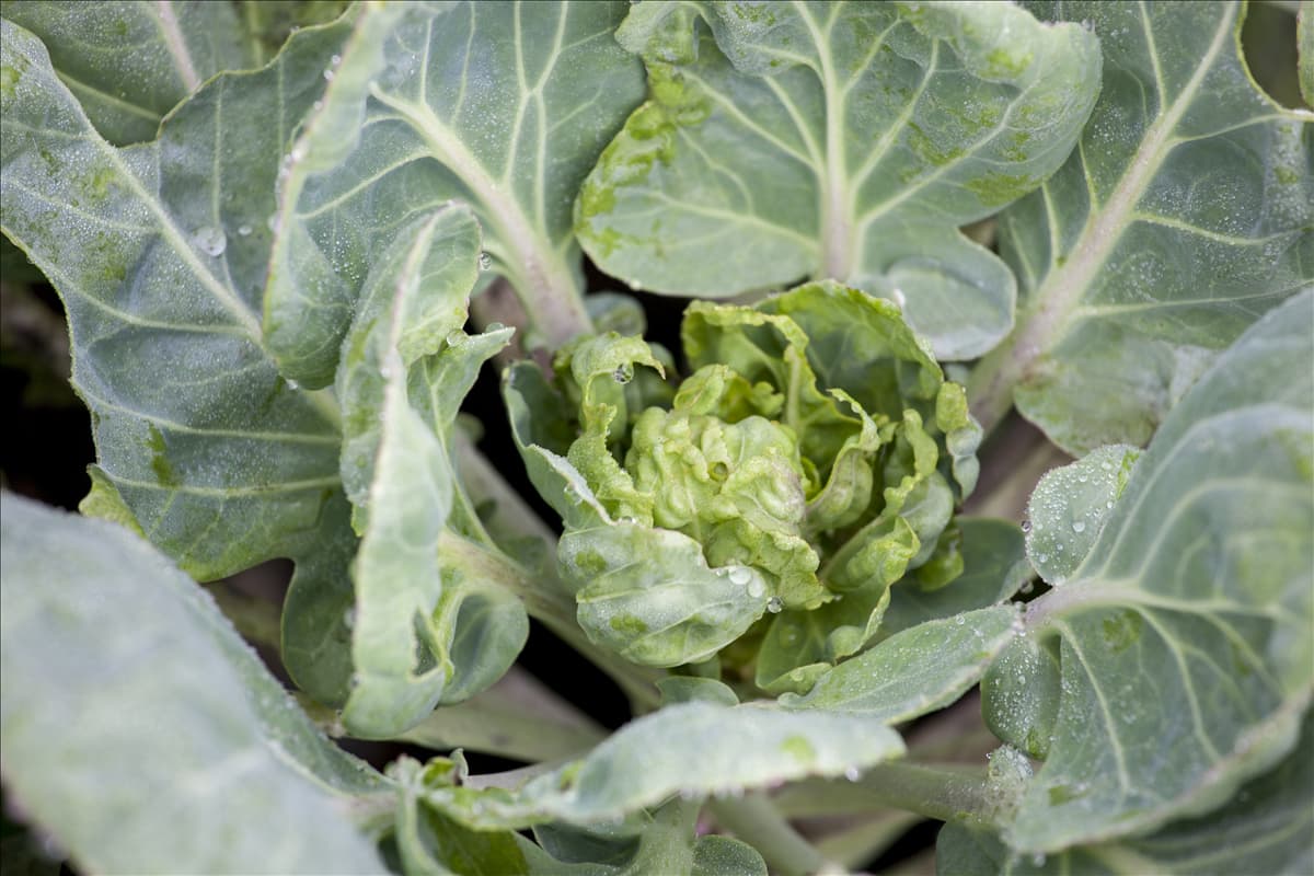 Brassica oleracea var. gemmifera 'Hilds Ideal'