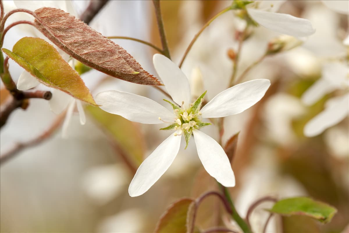 Amelanchier lamarckii Kupfer-Felsenbirne