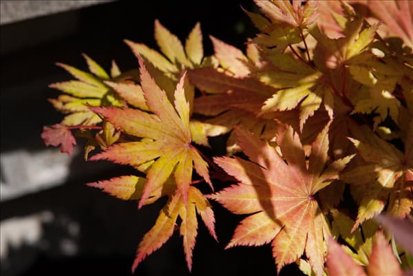 Acer shirasawanum 'Autumn Moon'
