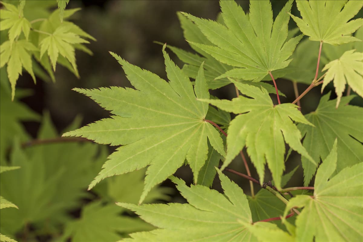 Acer shirasawanum