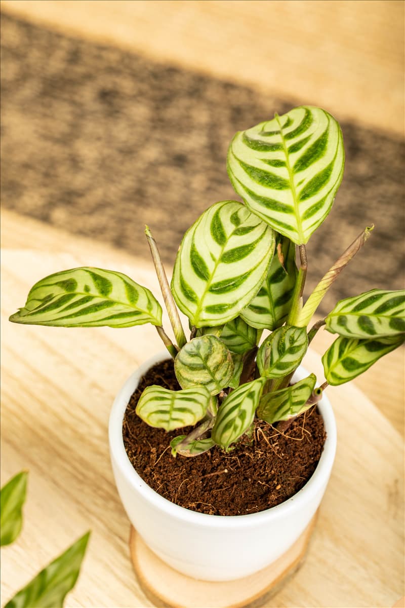 Calathea makoyana