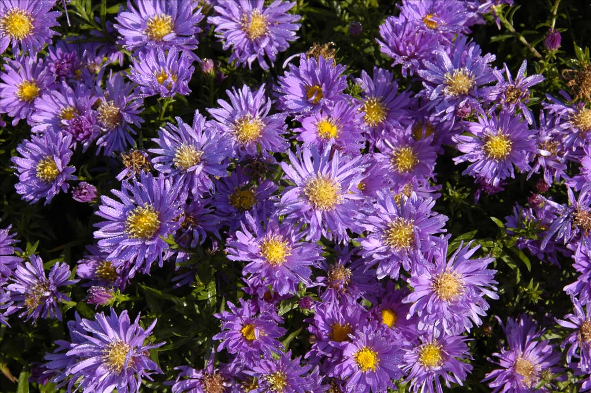 Aster dumosus 'Blaue Lagune'
