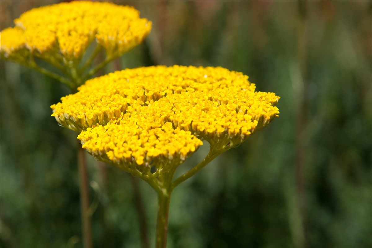 Achillea filipendulina