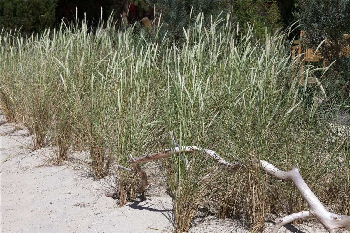 Ammophila