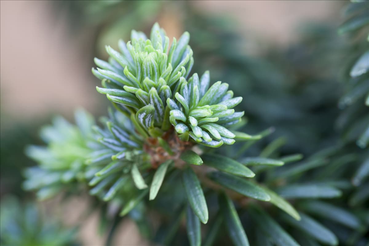 Abies balsamea 'Piccolo'