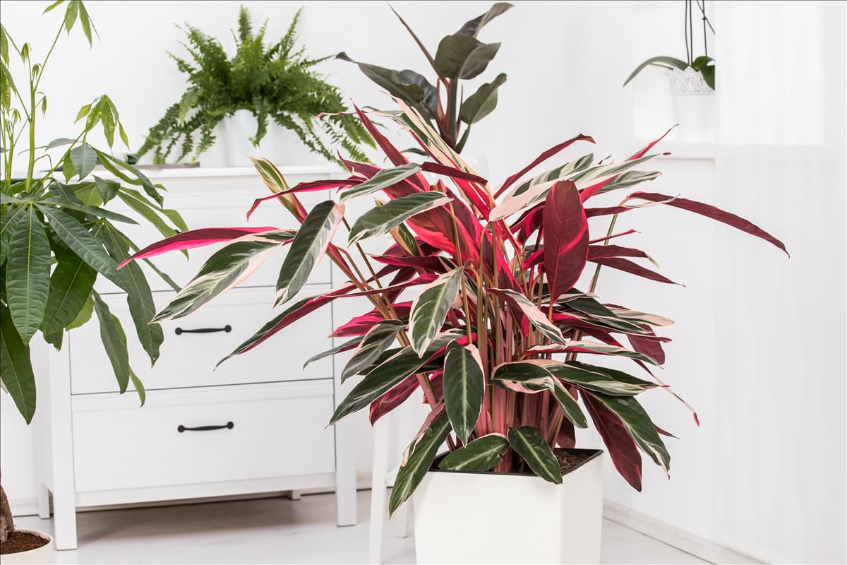 Calathea 'Triostar'