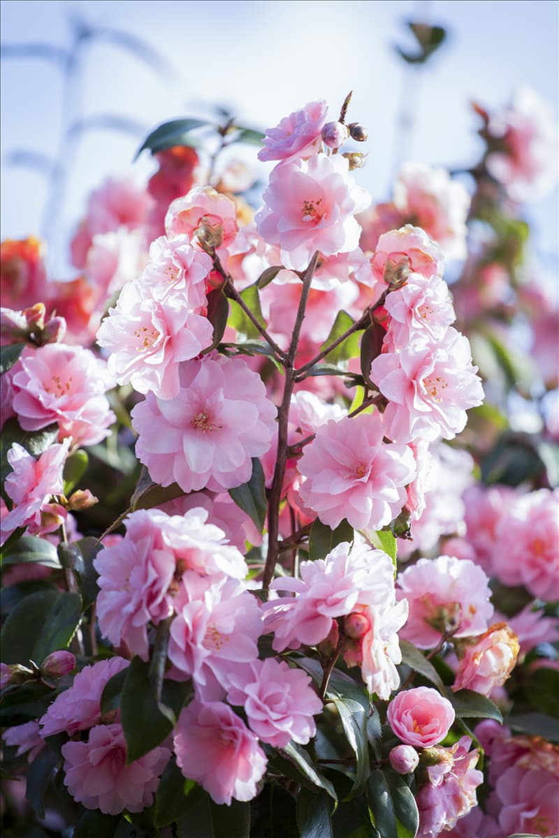 Camellia japonica 'Spring Festival'