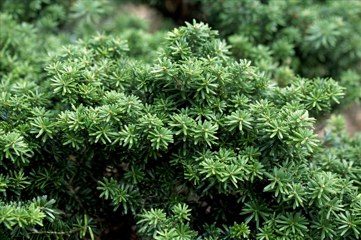 Abies koreana 'Cis'