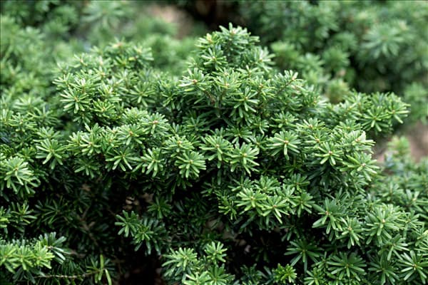 Abies koreana 'Cis'