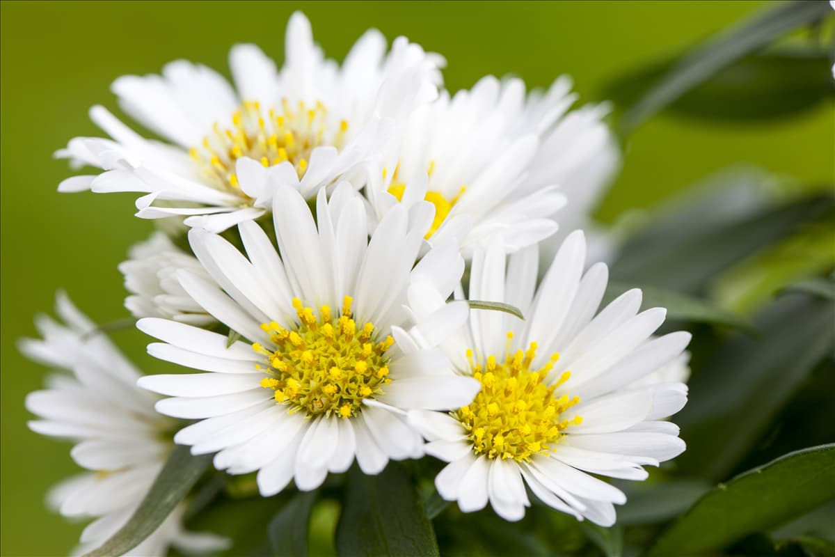 Aster novi-belgii, weiß