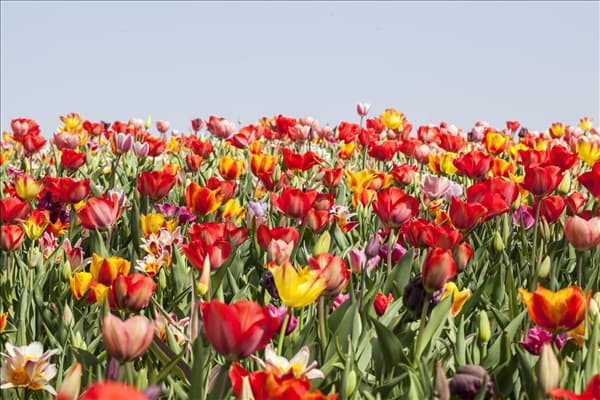Tulipa