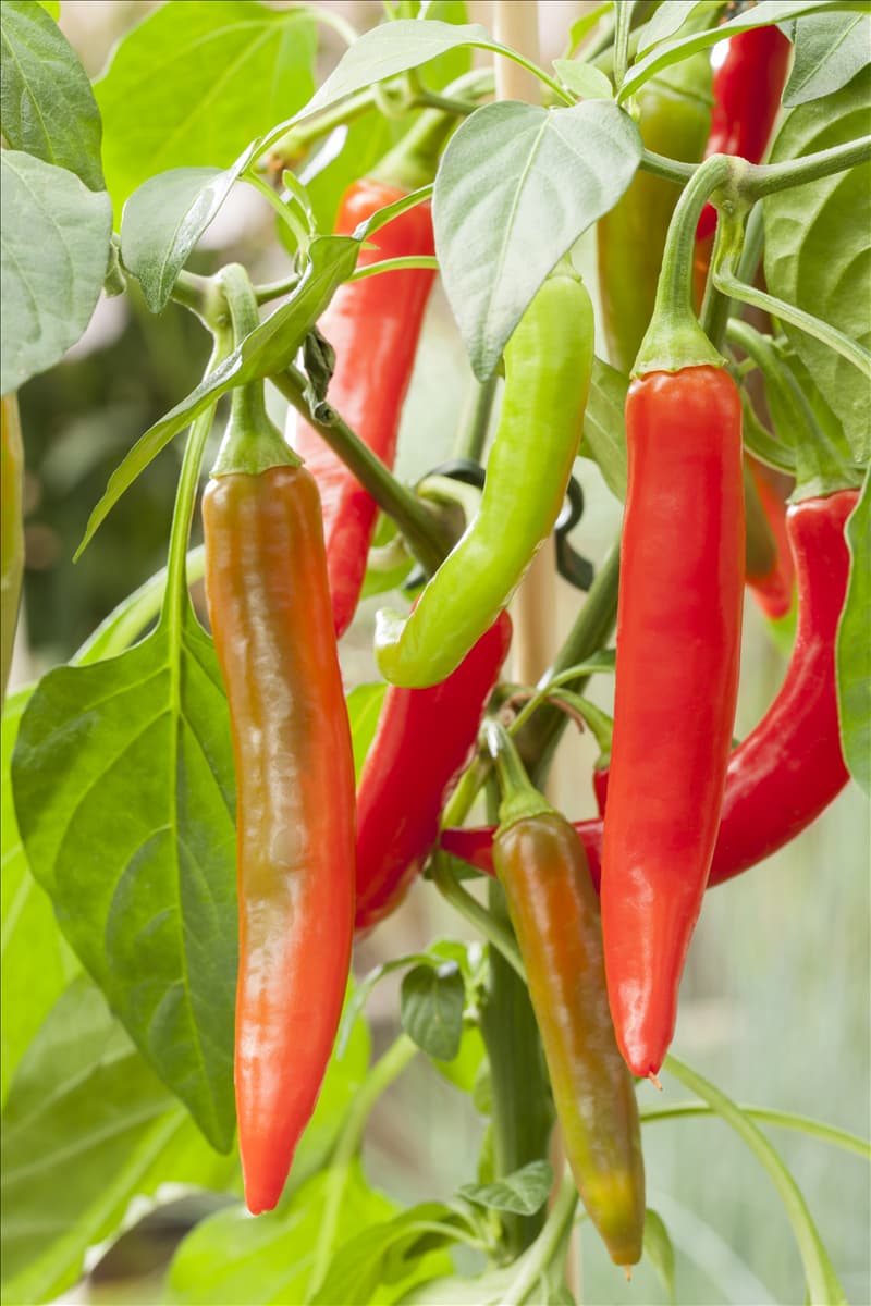 Capsicum annuum Pick a Hot®