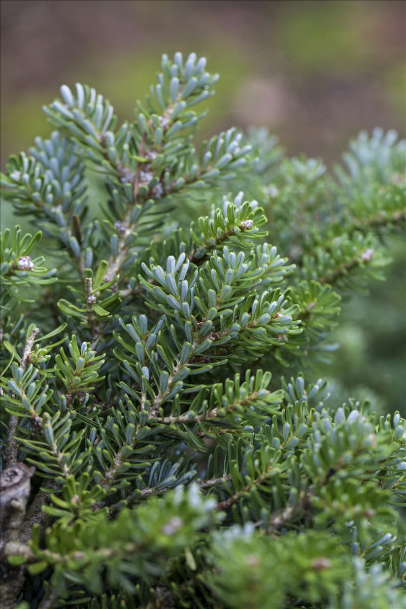 Abies koreana 'Silberperl'