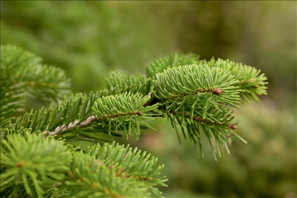 Abies nordmanniana