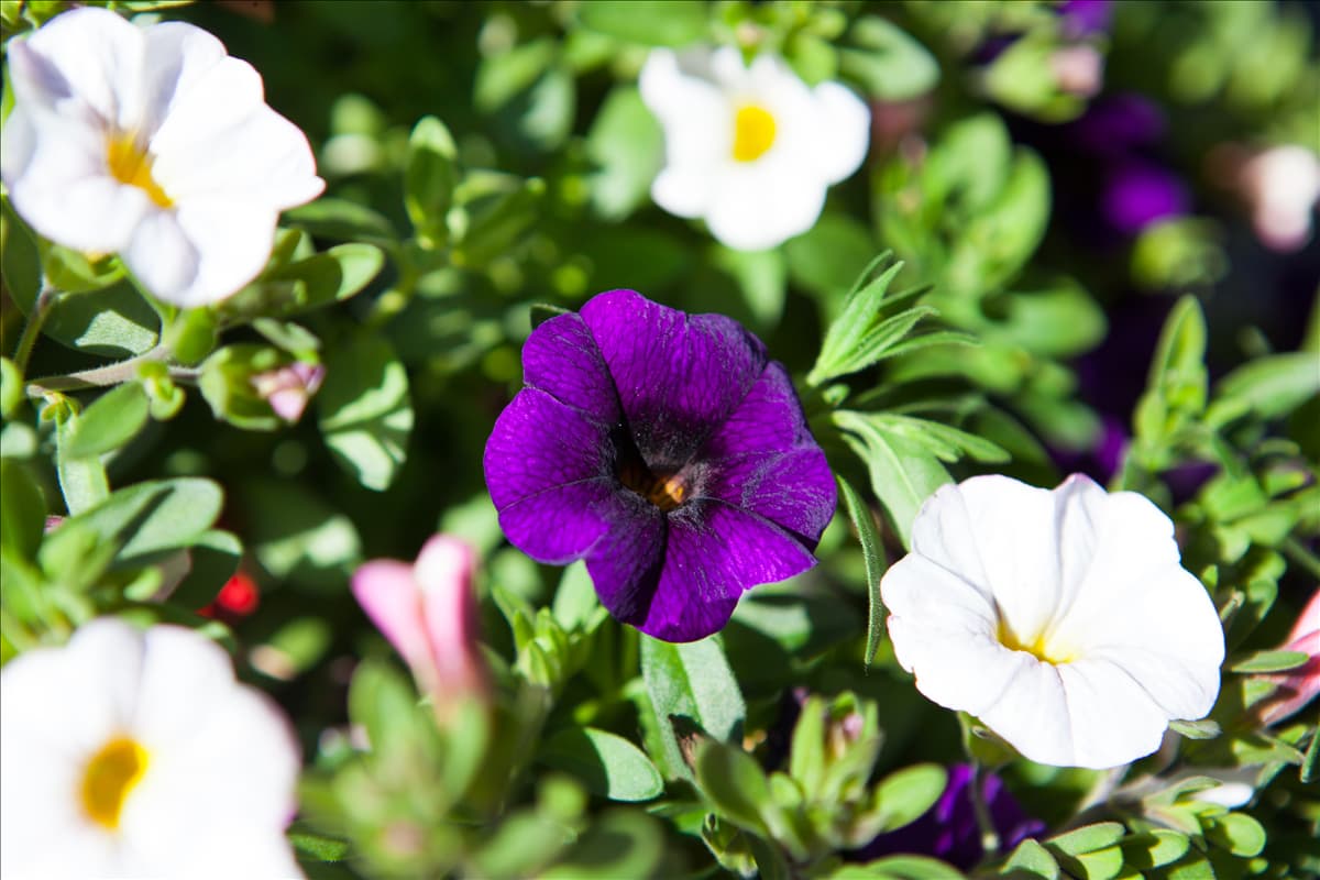 Calibrachoa 'Confetti'