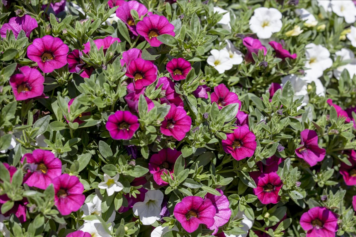 Calibrachoa