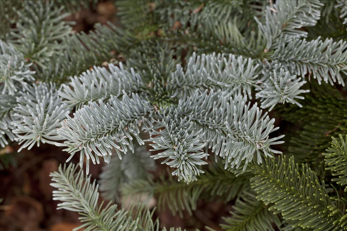 Abies procera 'Procumbens'