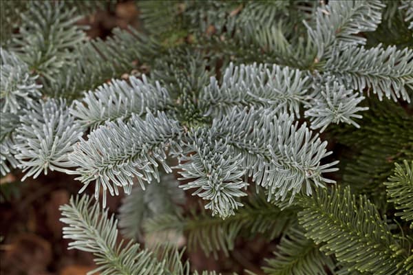 Abies procera