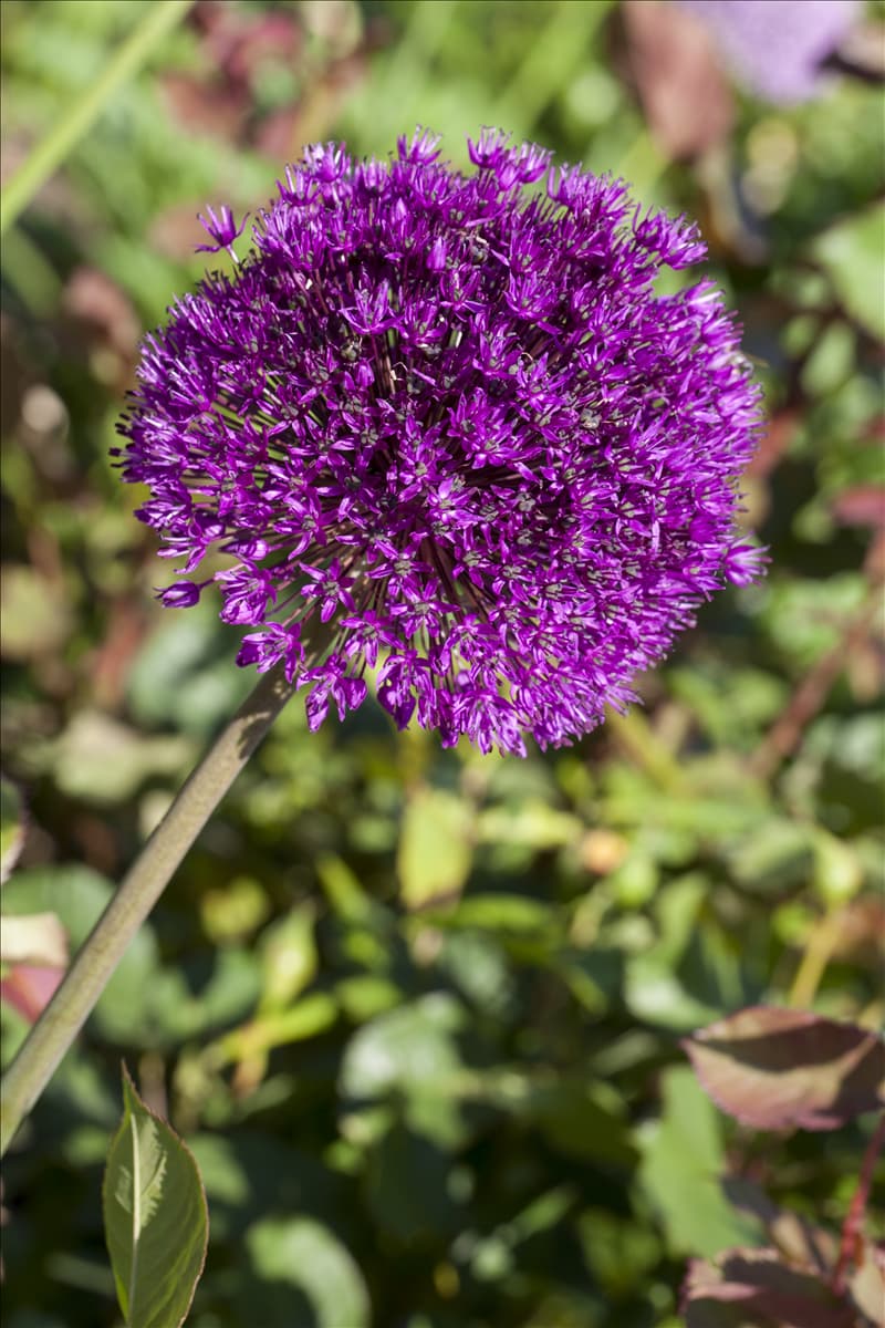 Allium aflatunense