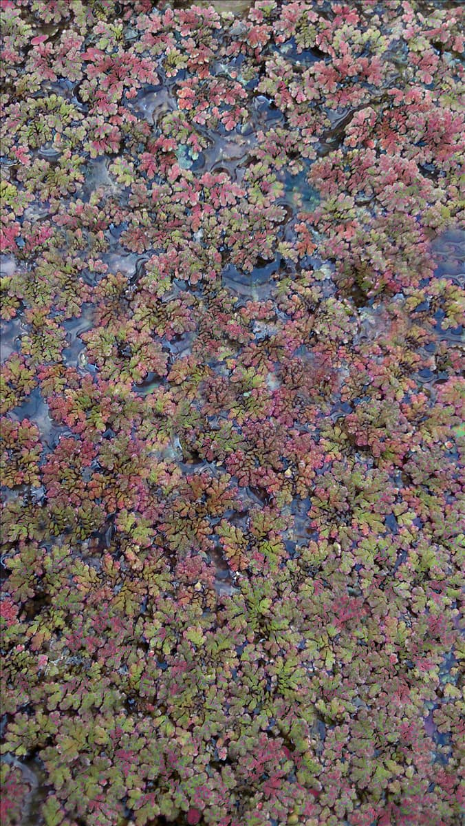Azolla caroliniana