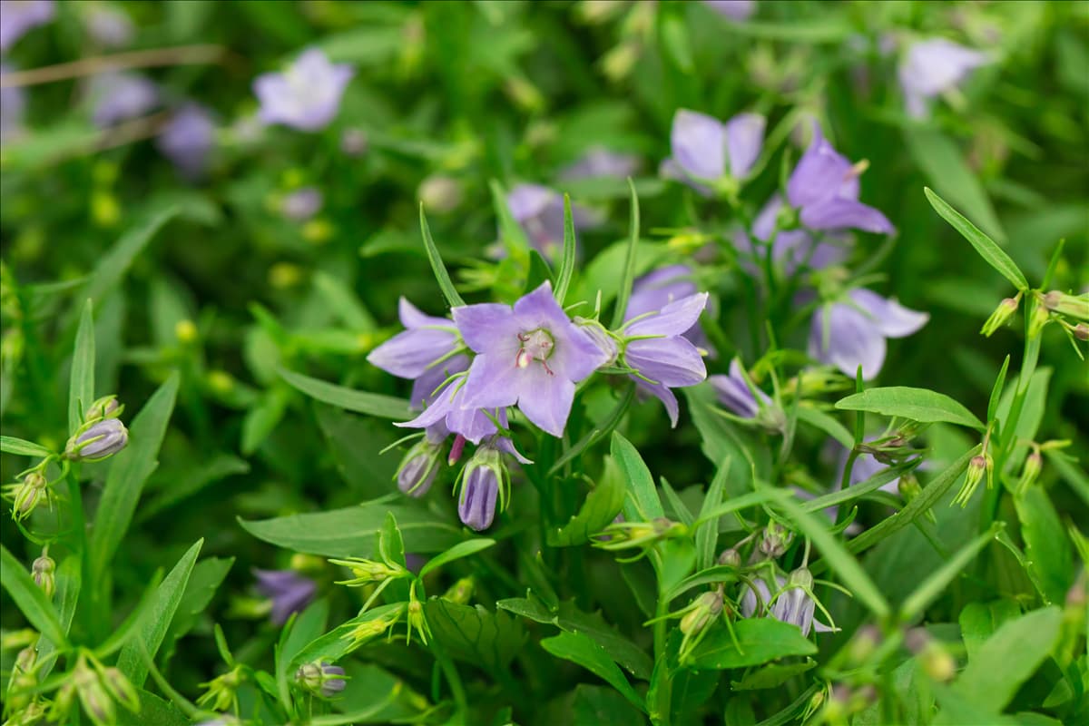 Campanula cochleariifolia 'Alpine Breeze'