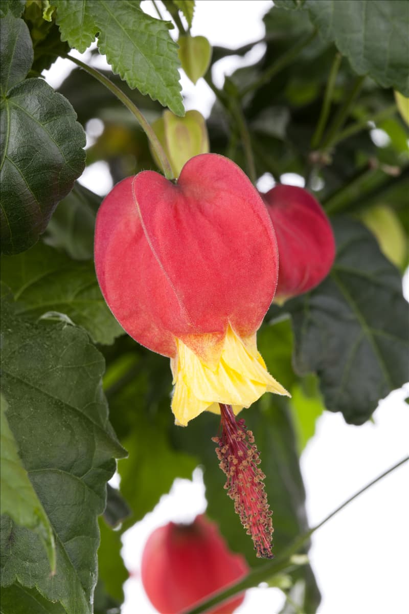 Abutilon megapotamicum 'Big Bell'