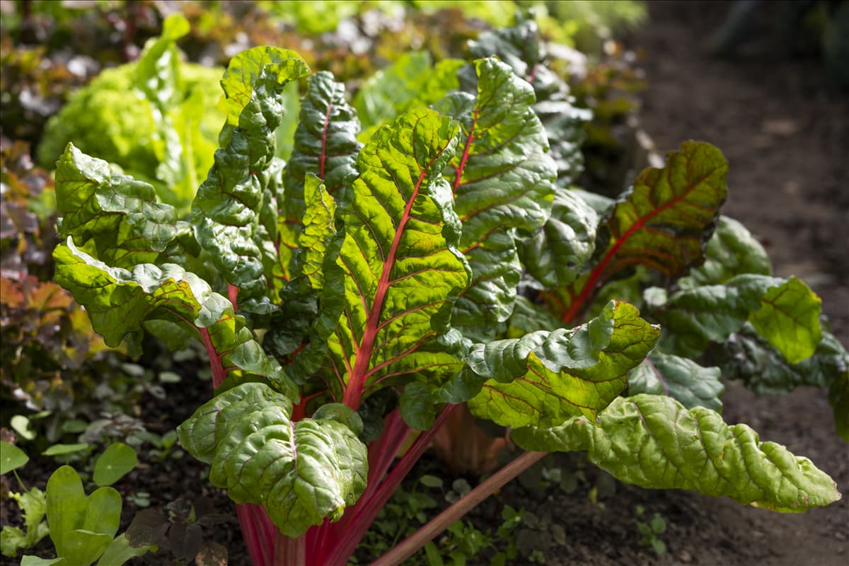 Beta vulgaris var. cicla, rot