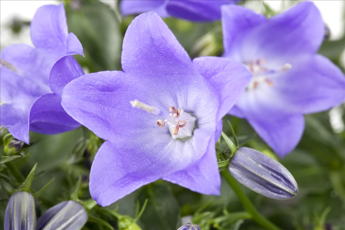 Campanula cochleariifolia 'Spring Bell'®