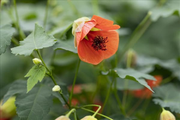 Abutilon megapotamicum 'Red Trumpet'