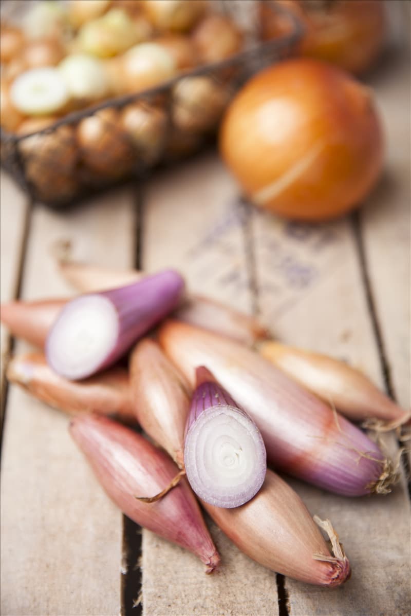Allium ascalonicum