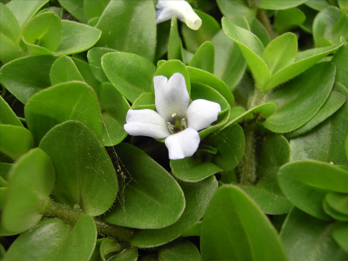 Bacopa caroliniana