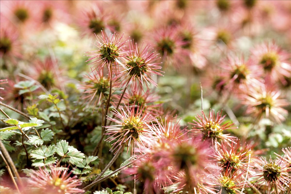 Acaena microphylla