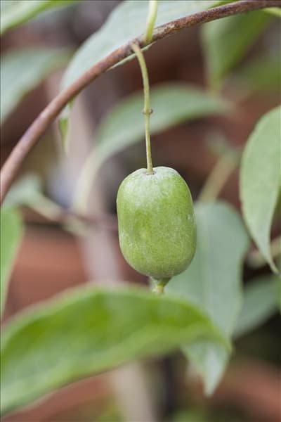 Actinidia arguta 'Issai'