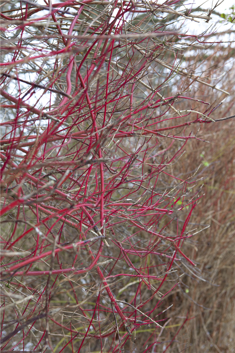 Cornus alba