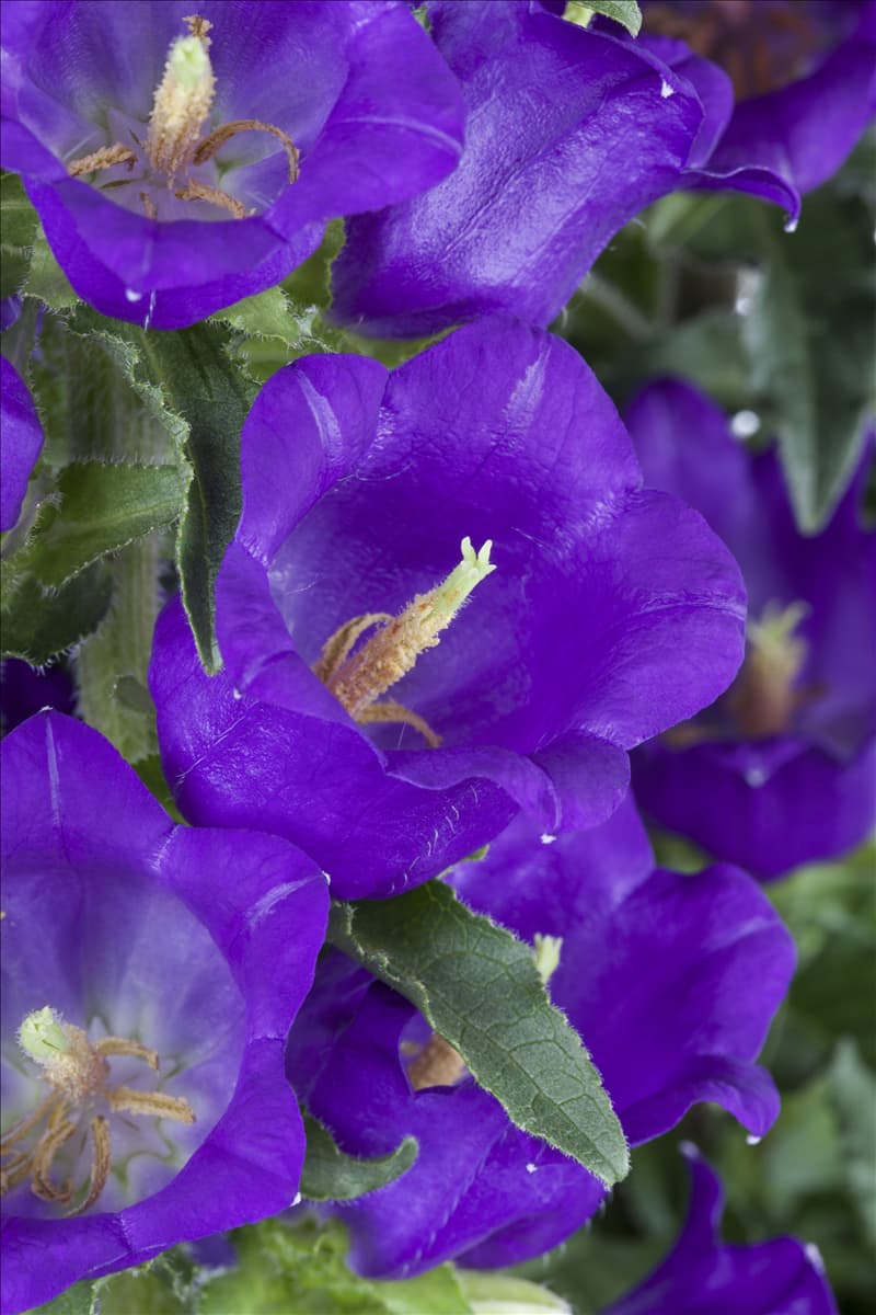 Campanula medium, blau