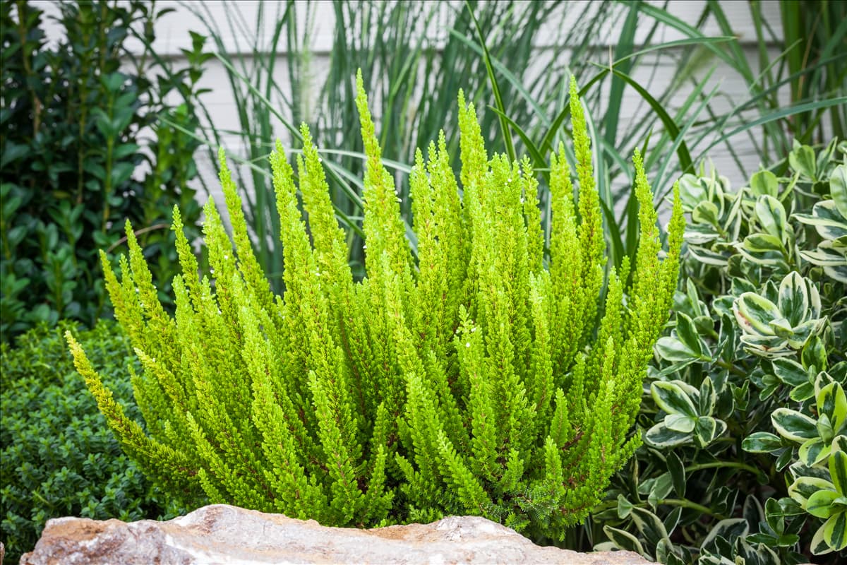 Calluna Beauty Ladies® 'Skyline'