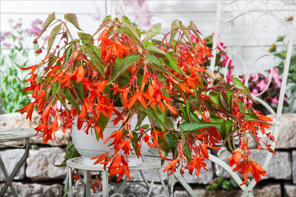 Begonia boliviensis