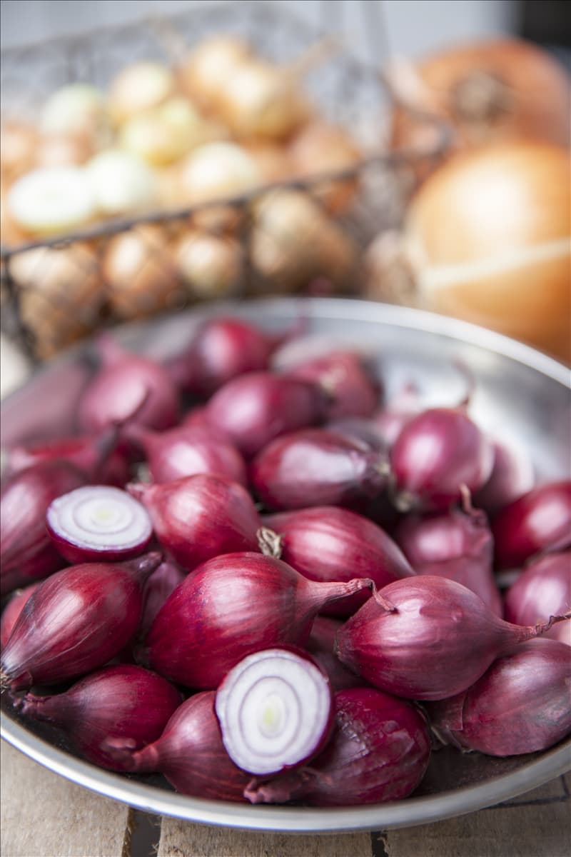 Allium cepa