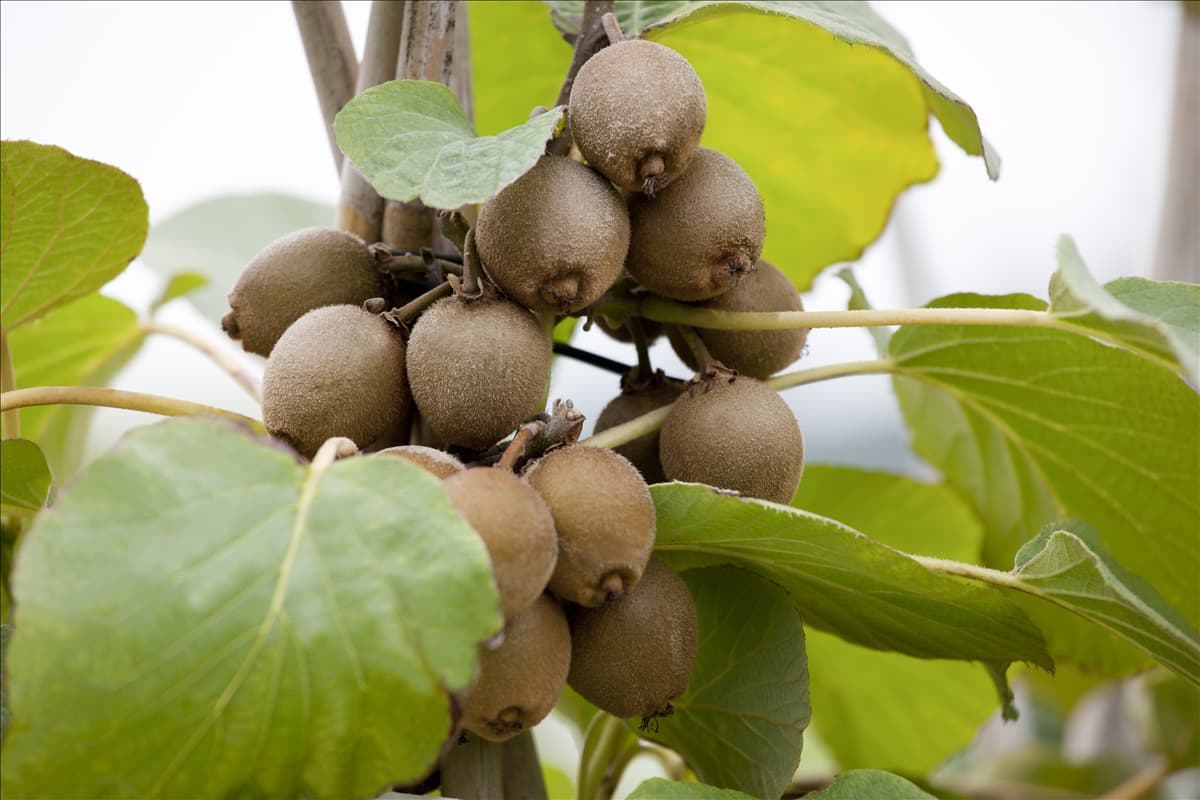 Actinidia chinensis