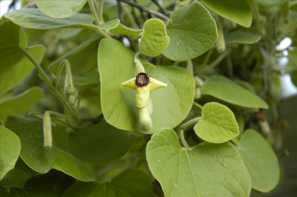 Aristolochia tomentosa