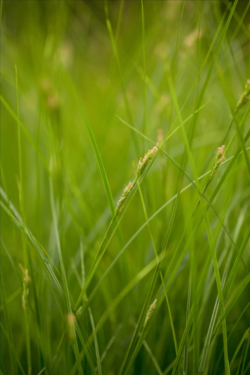 Carex brunnea
